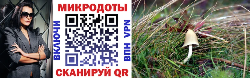 darknet наркотические препараты  наркотики  Старый Крым  Галлюциногенные грибы Psilocybe 